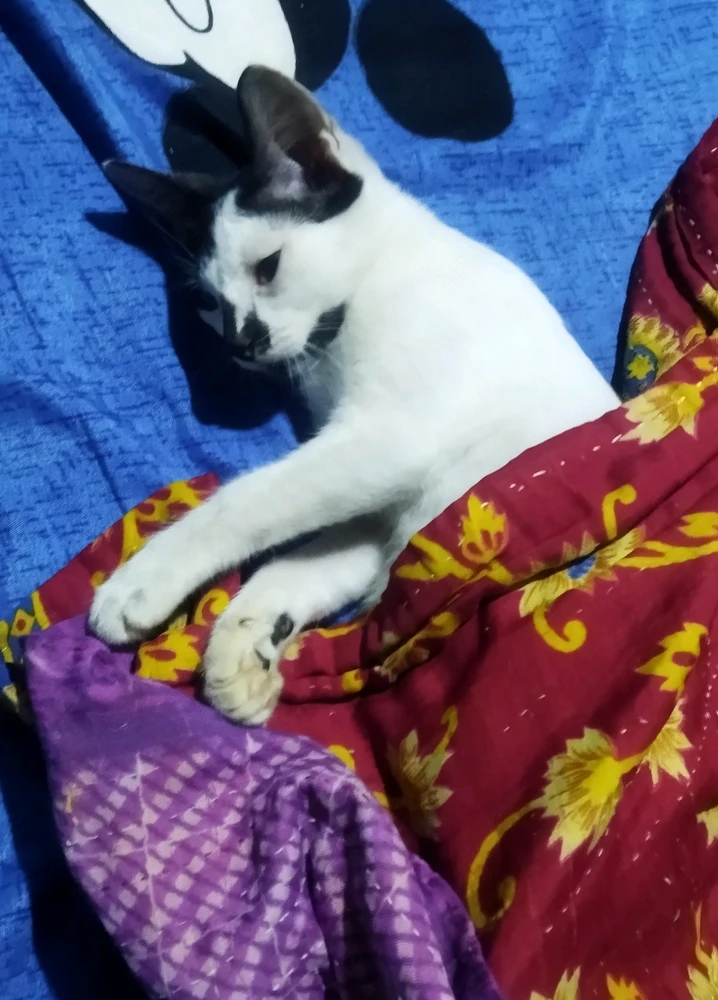GIF uploaded by S P