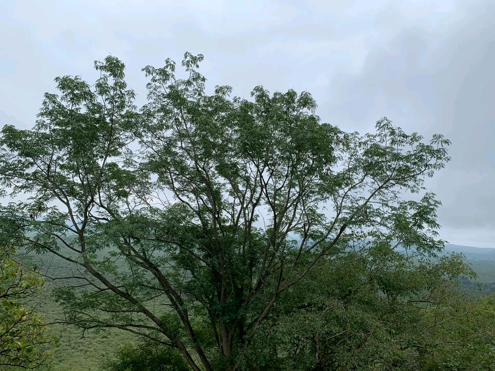 Image uploaded by Aarnav