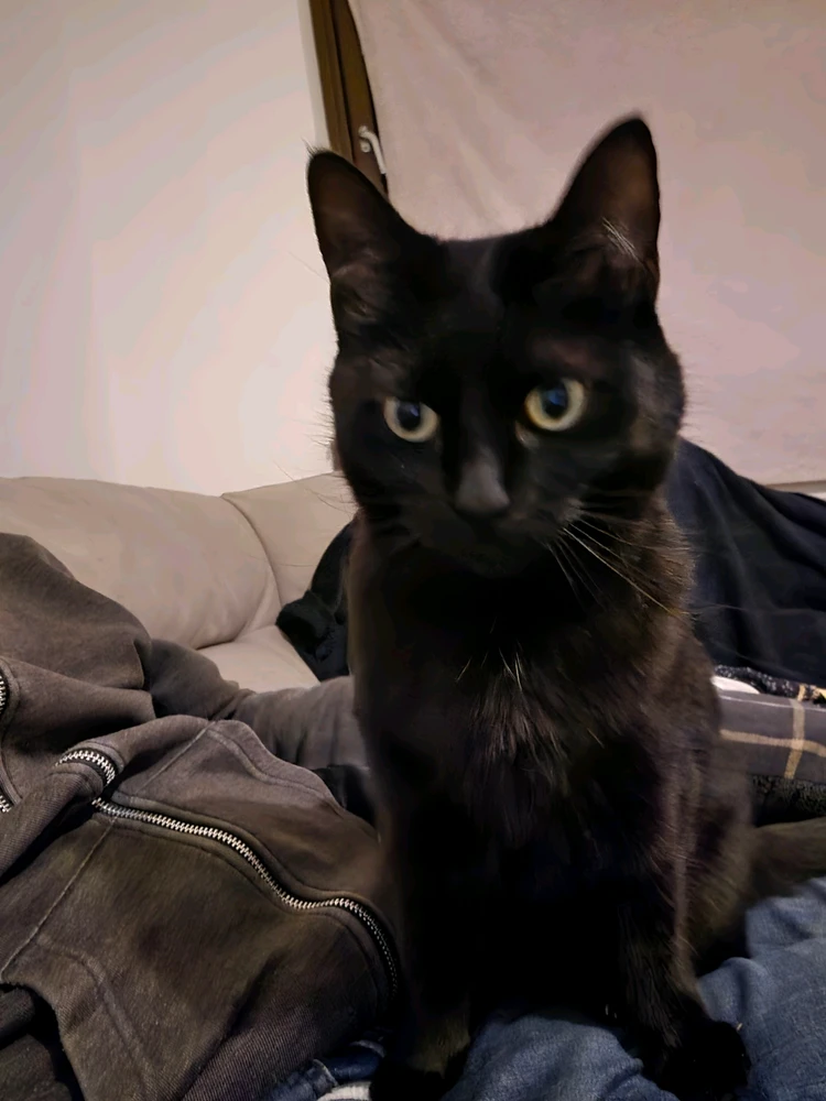 Pete байршуулсан GIF