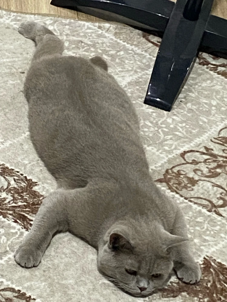 GIF na auina ae e Halit