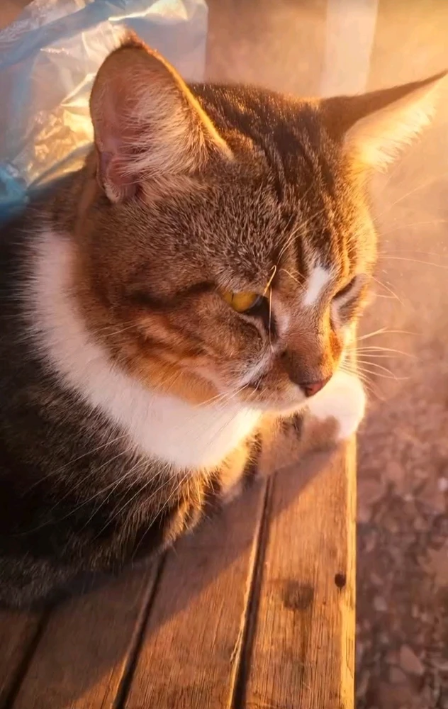 GIF na auina ae e MARDHA