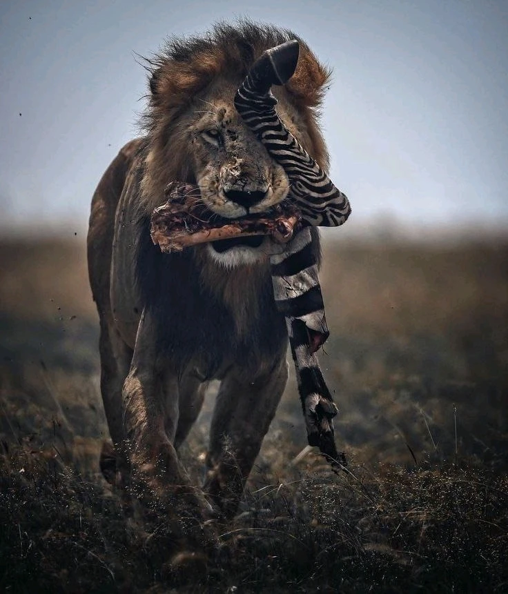 Anton نے GIF اپ لوڈ کی