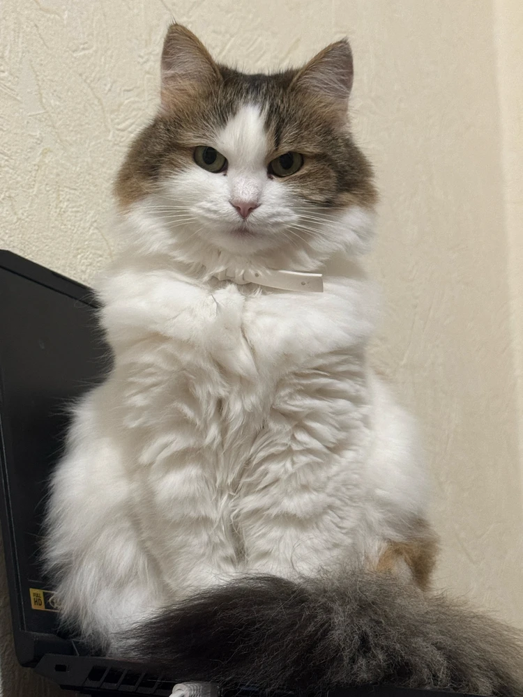 Gambar diunggah dening Тьома