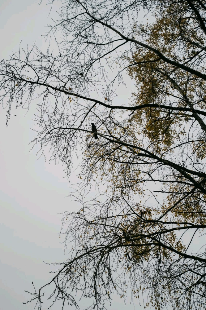 由Veronika上传的图片