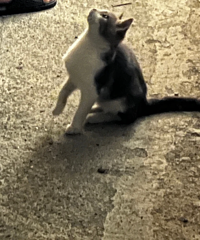 GIF загружаны Ayşe