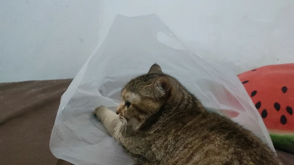 Image uploaded by ꨄ𝐃ꨄ
