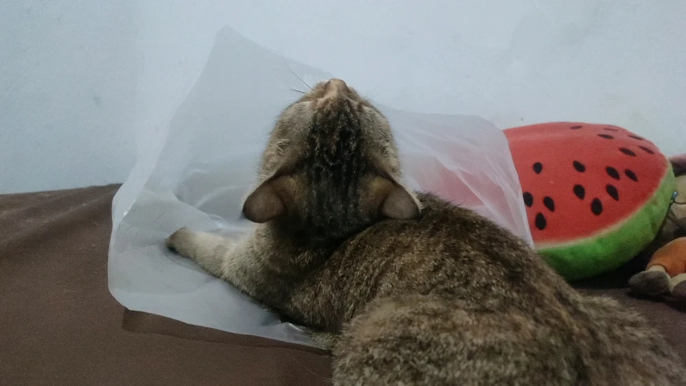 Image uploaded by ꨄ𝐃ꨄ