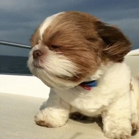 GIF eropgeluede vum ꨄ𝐃ꨄ