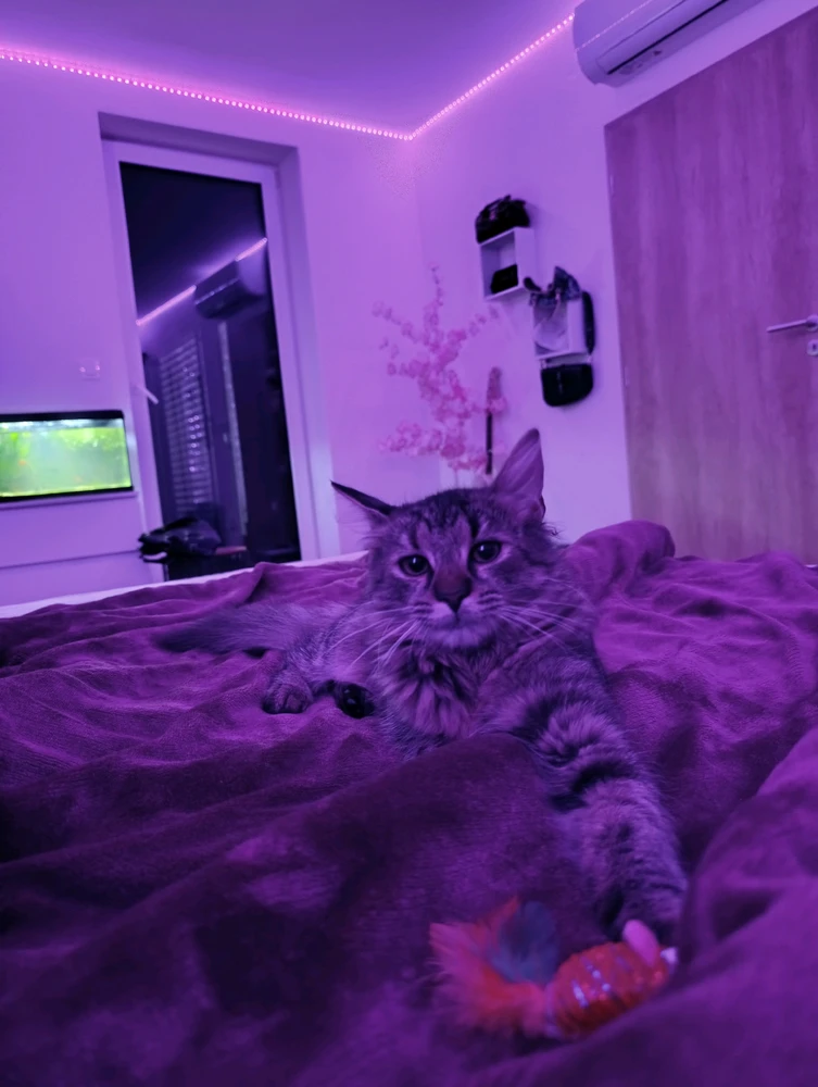 GIF качен от karin