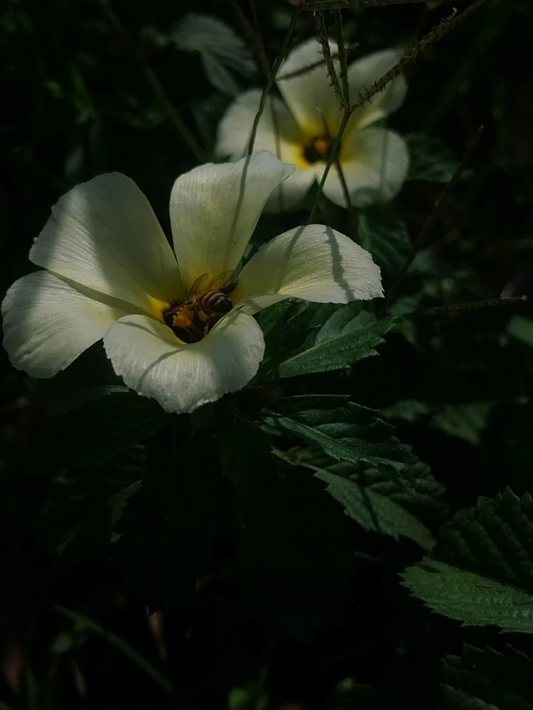 GIF uploaded by hatakers