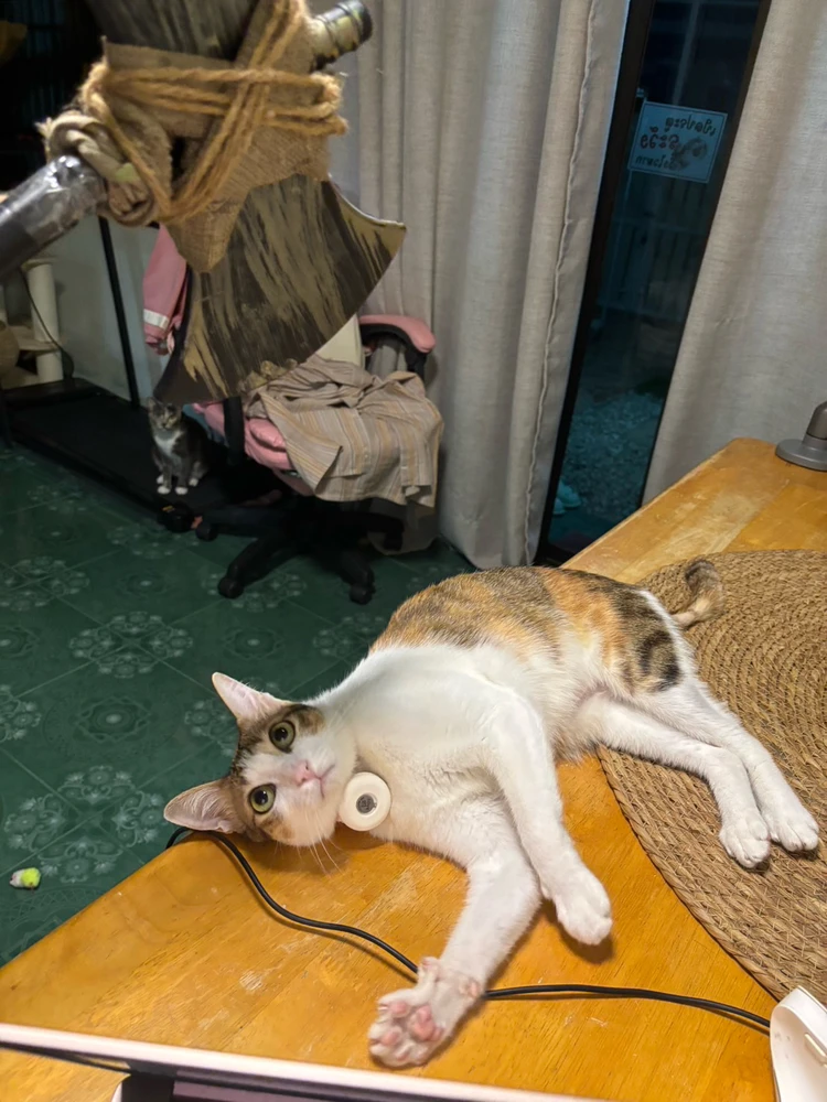 GIF uploaded by Pat♡
