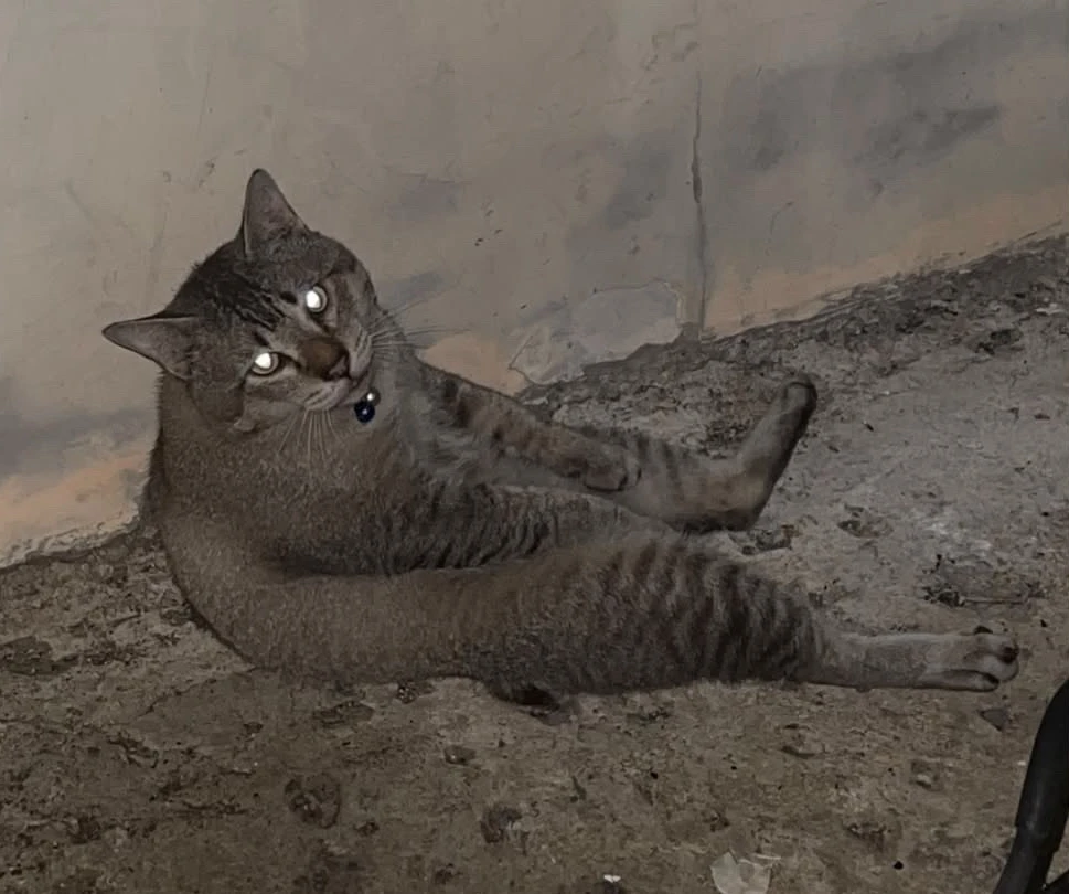 GIF eropgeluede vum Grace