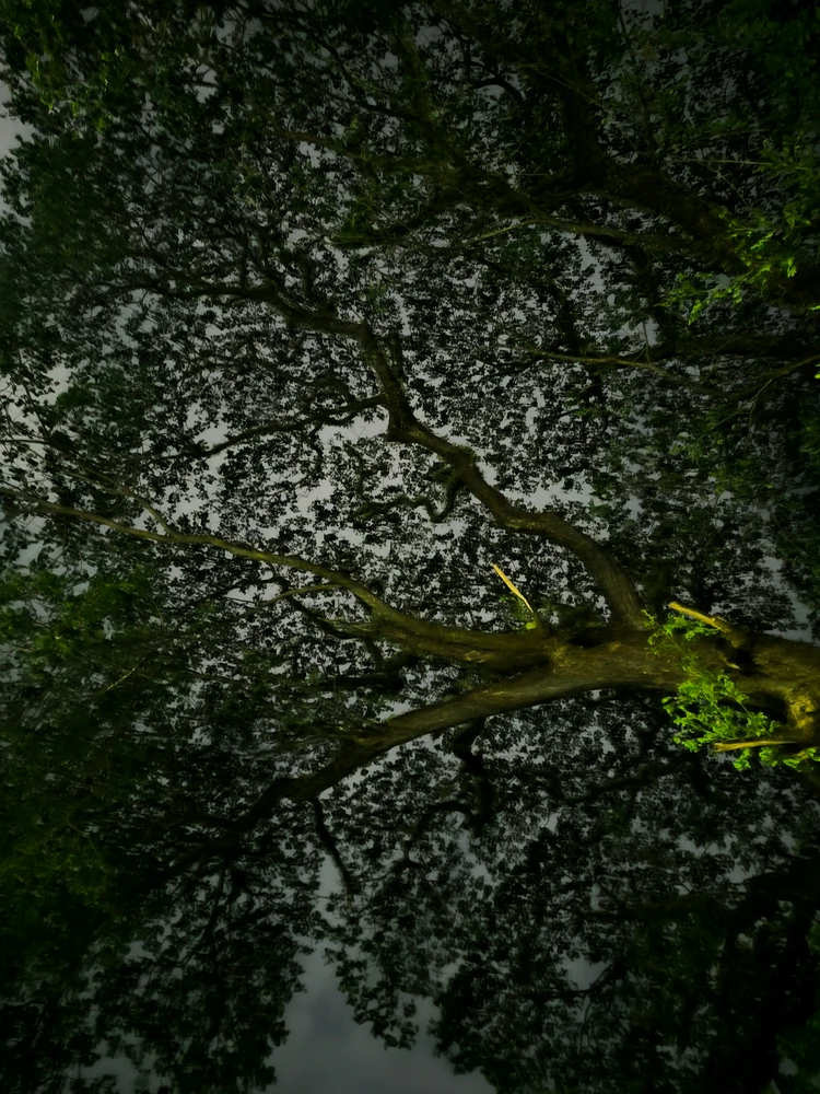 ytsirC আপলোড করেছে