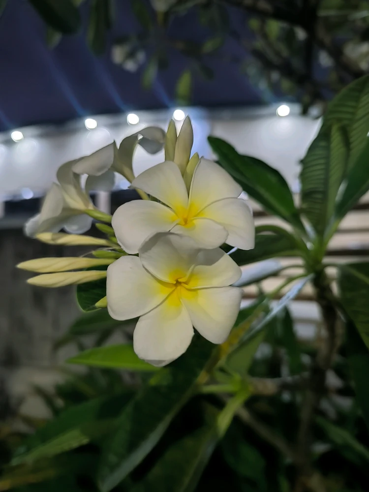 ytsirC আপলোড করেছে