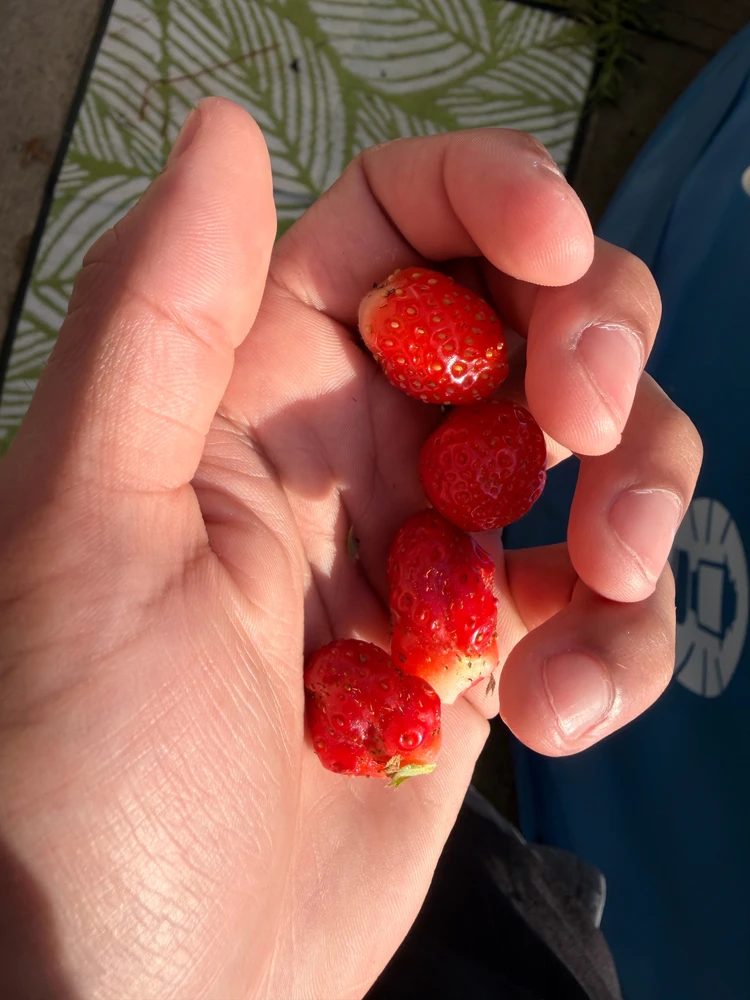 This is what I got from the strawberry plant 