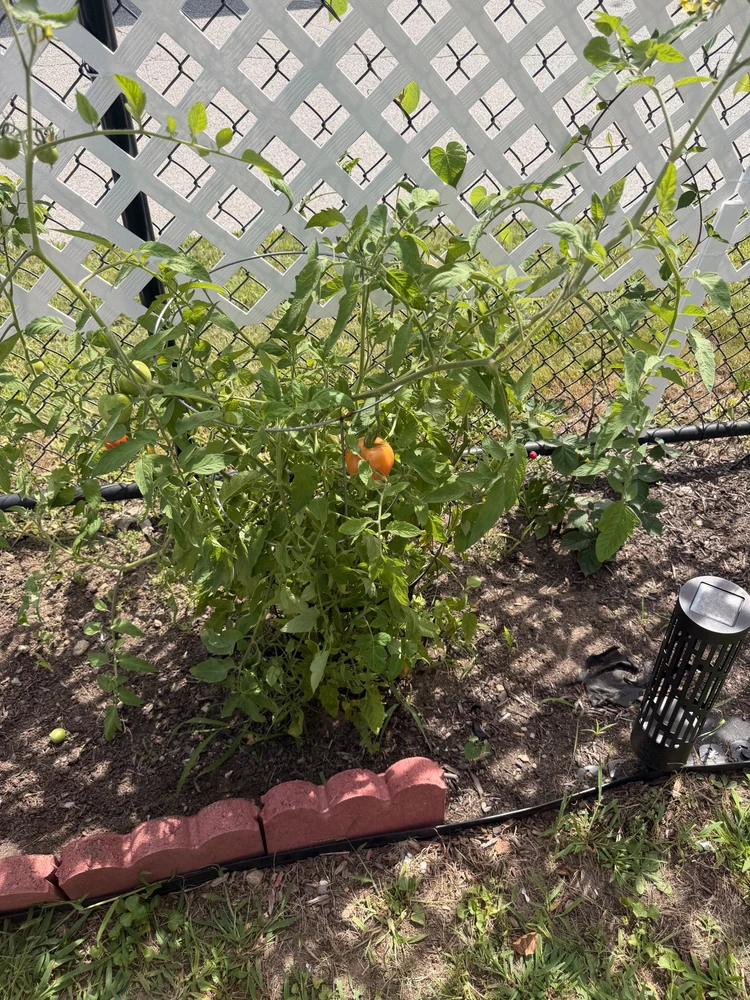 Tomato 
