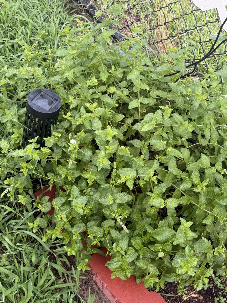 Mint