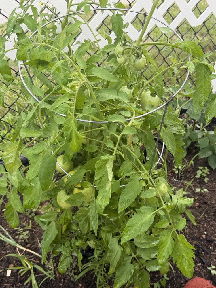Tomato plant