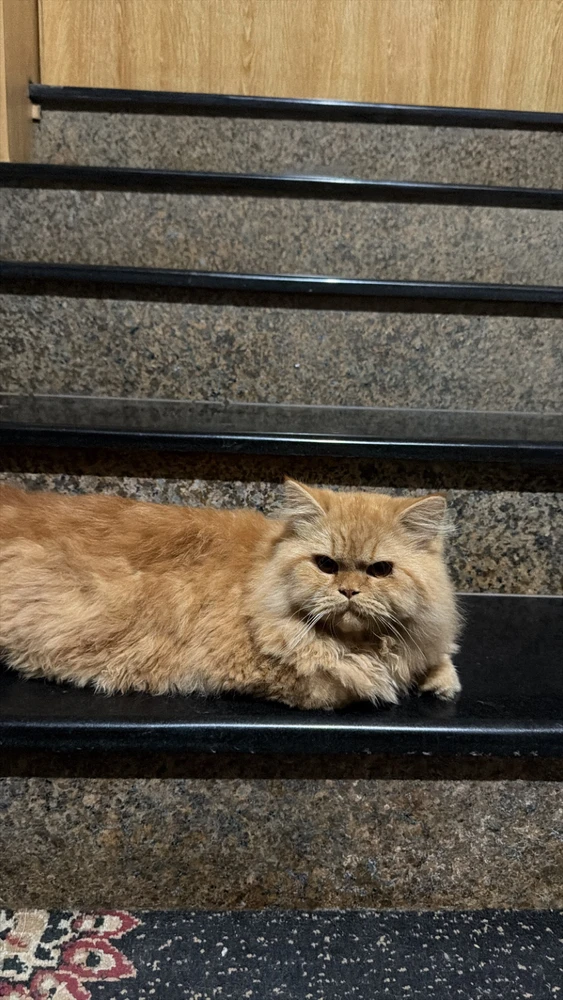 GIF Alyan tərəfindən yükləndi