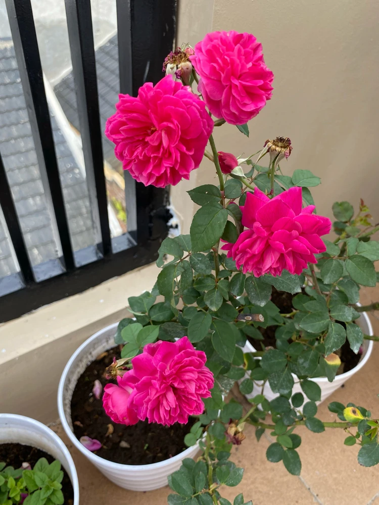 Image uploaded by Ana