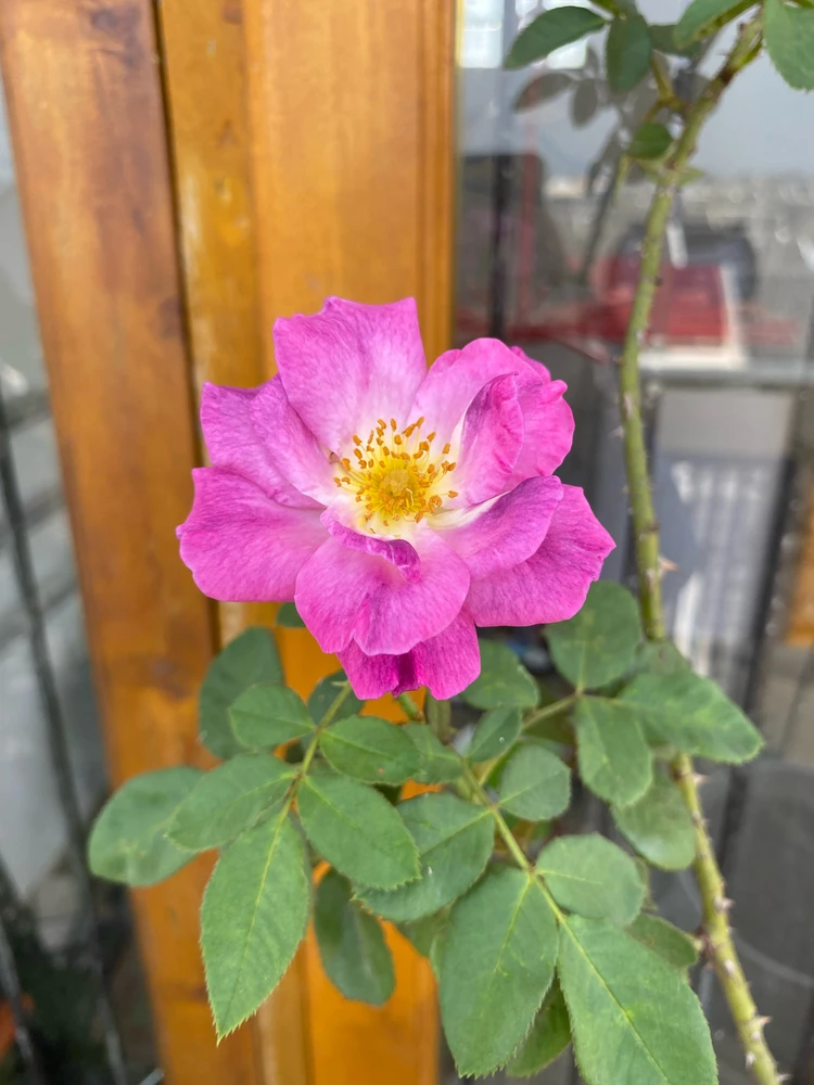 Image uploaded by Ana