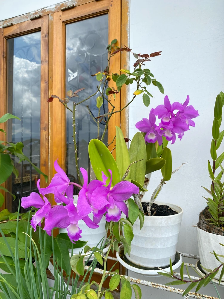 Image uploaded by Ana