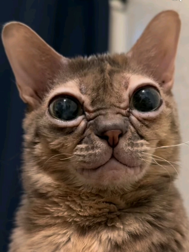 Phoebe йөкләгән GIF