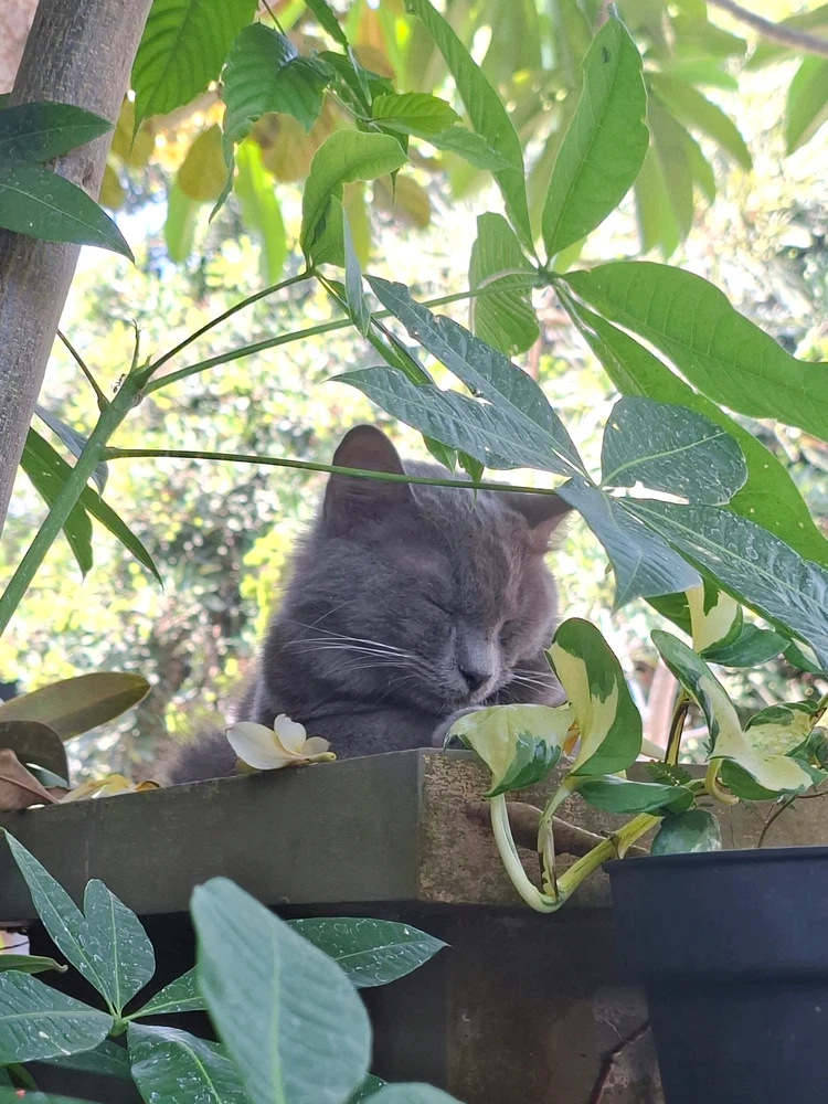 GIF subido por Alexa