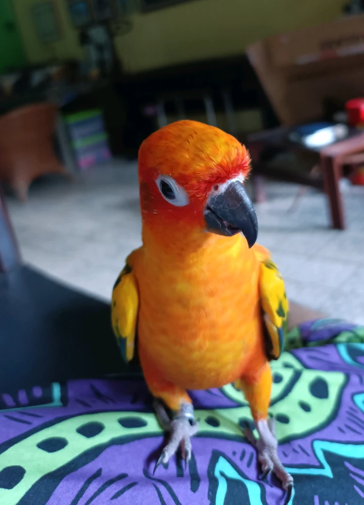 Dara上传的GIF