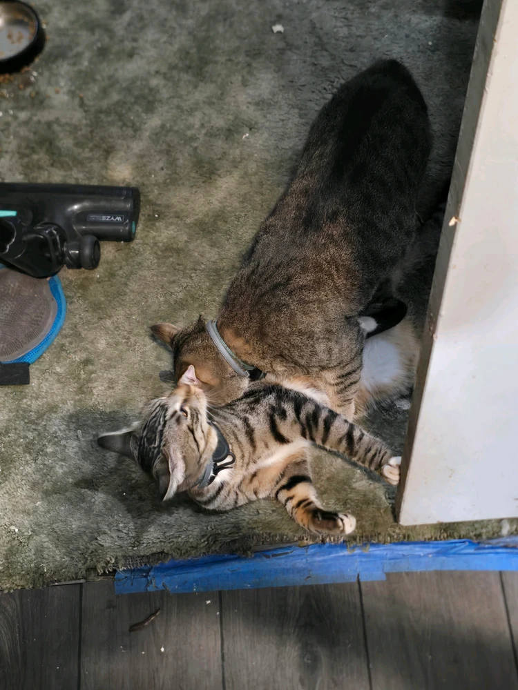 GIF uploaded by Brandon