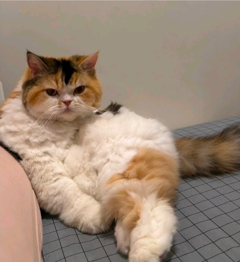 GIF uploaded by Vinica
