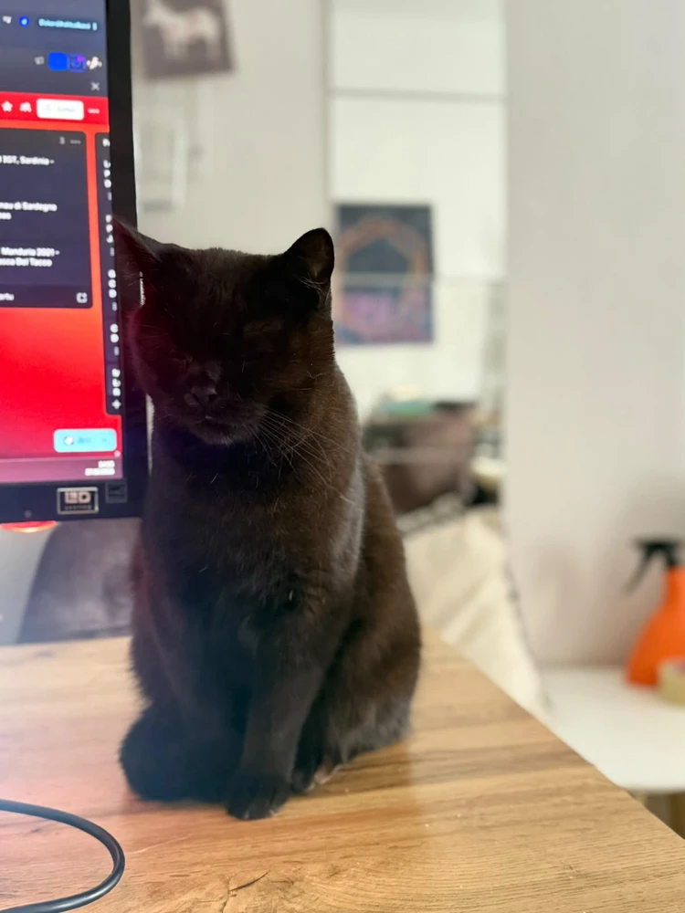 GIF tí Sára gbé sókè