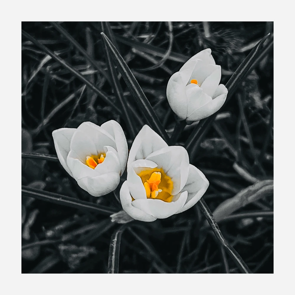 Image uploaded by Faro