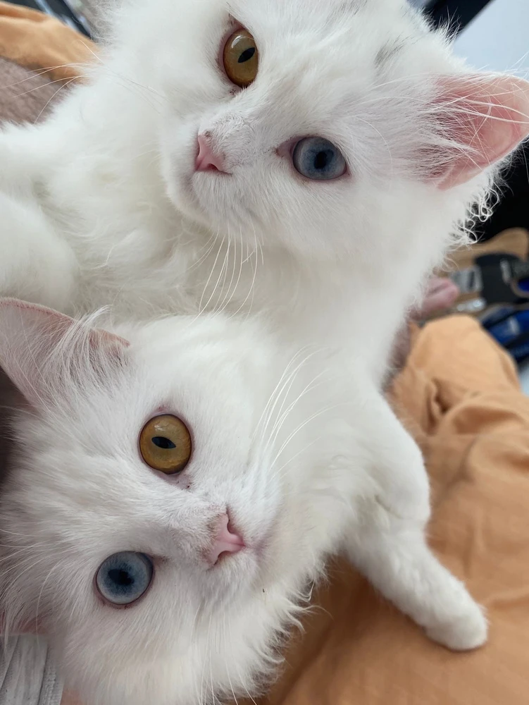 GIF i tukuna ake e michel