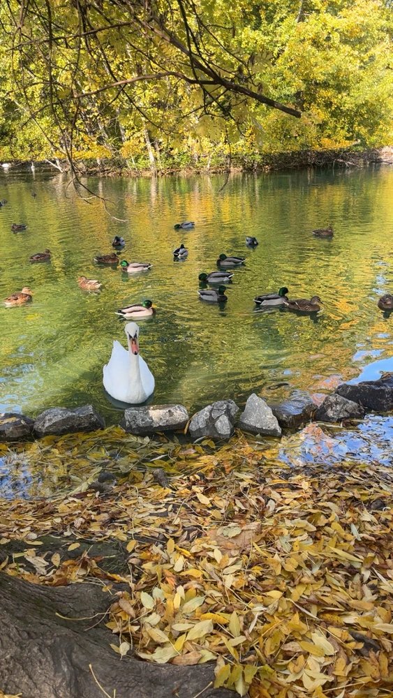 GIF uploaded by Kubi