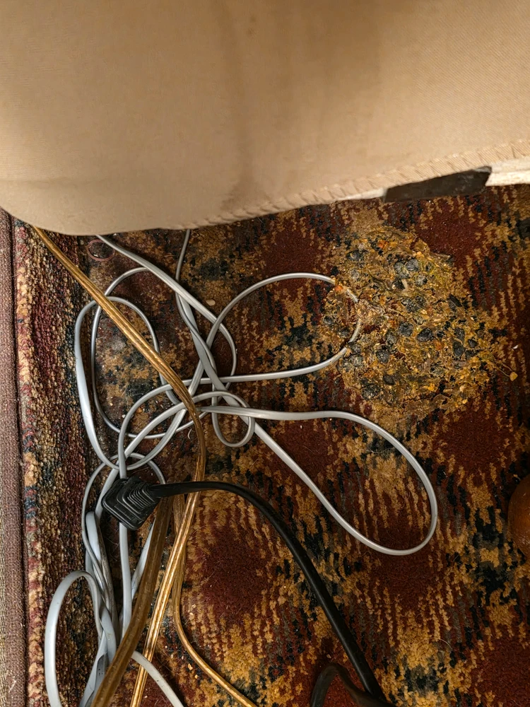 由Shawn上传的图片