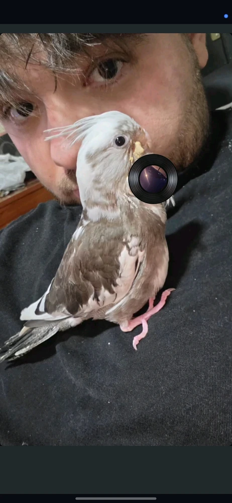 Curro erabiltzaileak igotako GIFa