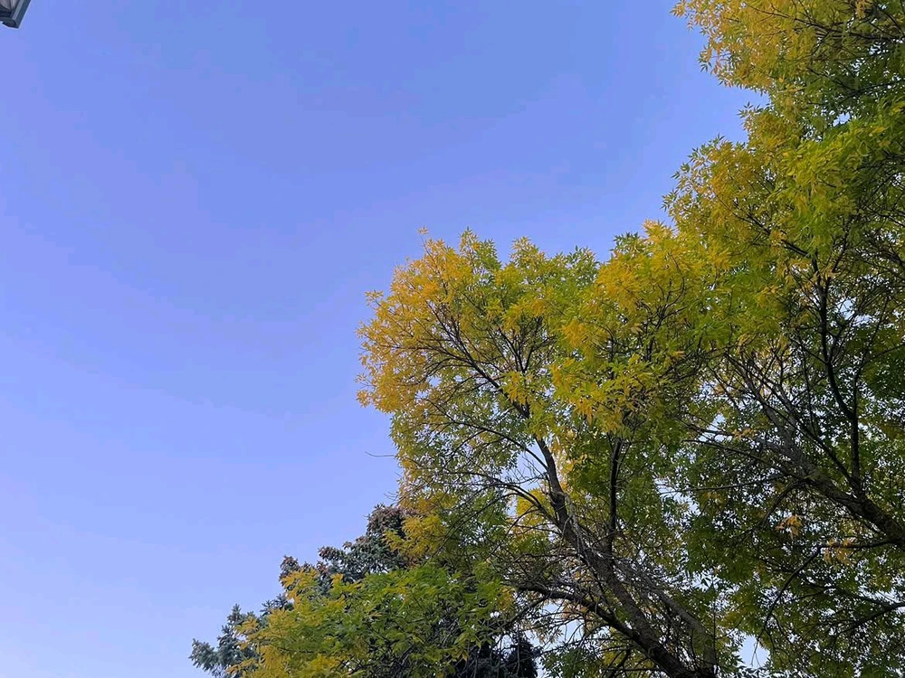 P.上传的GIF