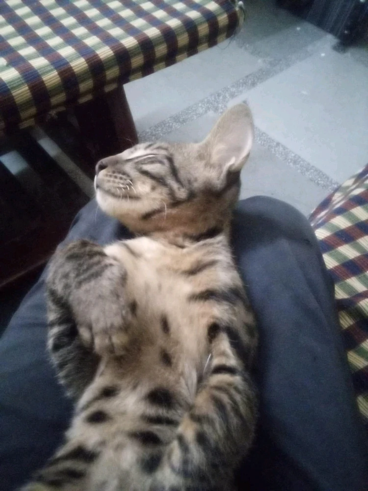 Image uploaded by vansh