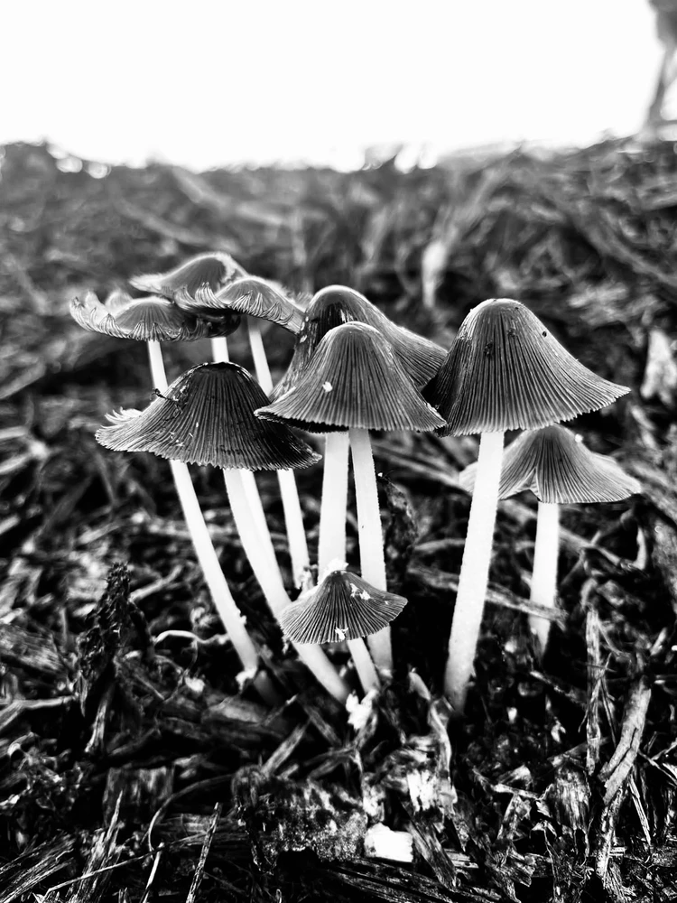 B&W.