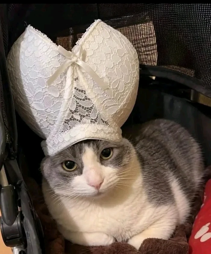 Гіфку завантажив Patrick