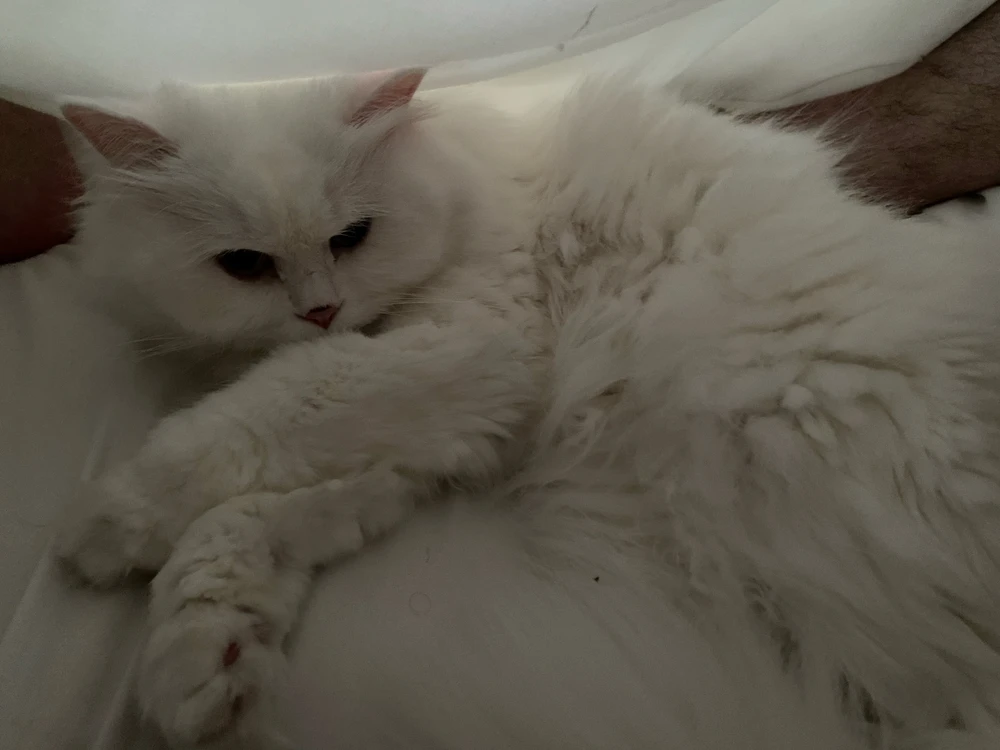 GIF sent inn af michel