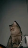 Profile picture of Chris