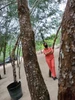 Foto profil Satryaningsih