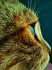 Profile picture of Munna