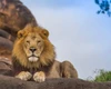 lion профиль рәсеме