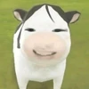 Zdjęcie profilowe win