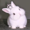 Profile picture of RIHEM