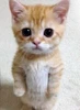 Profile picture of El gato