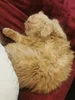 Profile picture of Sama